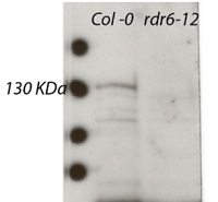 RDR6 | RNA-dependent RNA polymerase 6 in the group Antibodies Plant/Algal  / DNA/RNA/Cell Cycle / Transcription regulation at Agrisera AB (Antibodies for research) (AS15 3098)